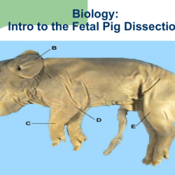 Fetal pig dissection labeled pictures