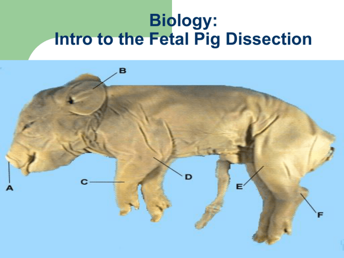 Fetal pig dissection labeled pictures