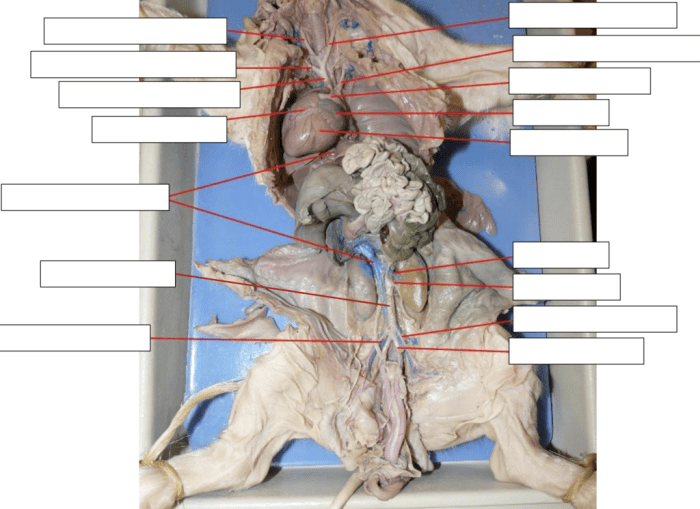 Fetal pig dissection labeled pictures