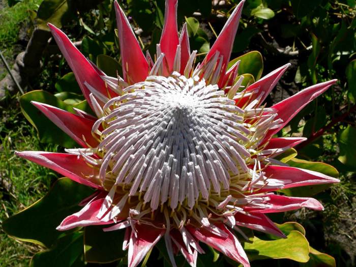 Protea flower cynaroides file wikipedia 2048 king size