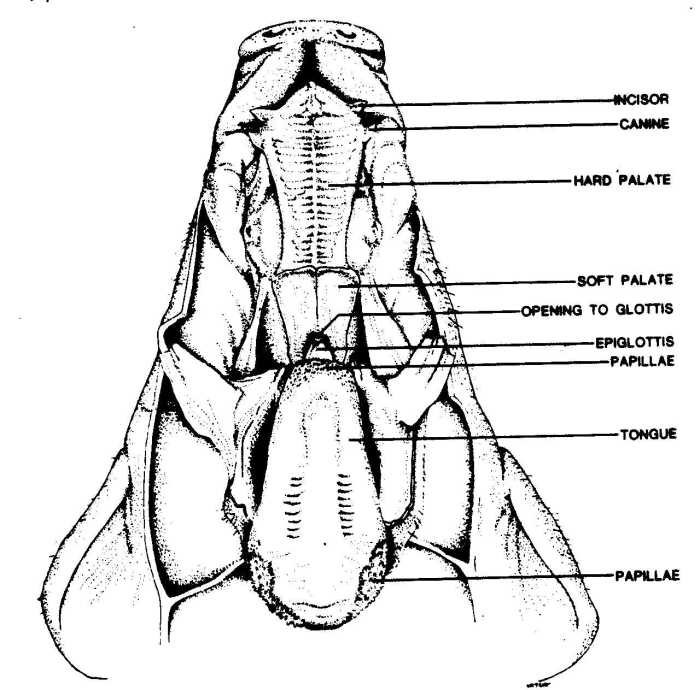 Fetal pig dissection labeled pictures