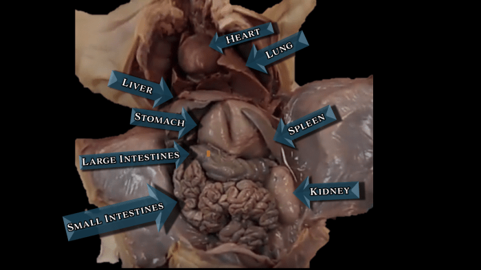 Fetal pig dissection labeled pictures