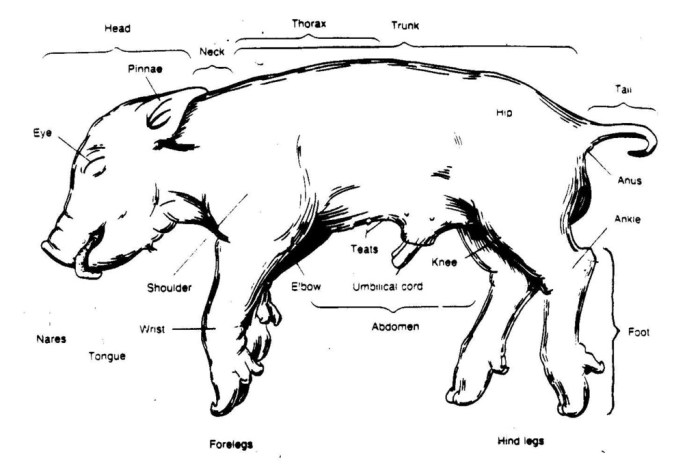 Pig dissection fetal model