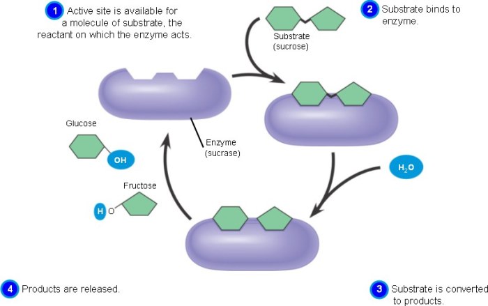 Match each description with the appropriate step in enzyme catalysis.