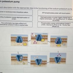 Enzyme substrate catalyzed role