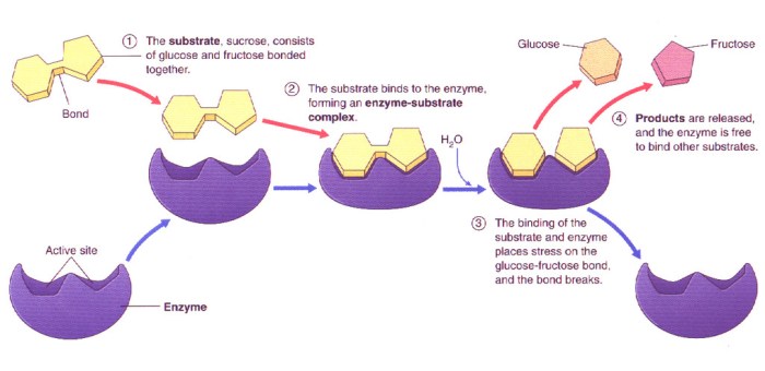 Match each description with the appropriate step in enzyme catalysis.